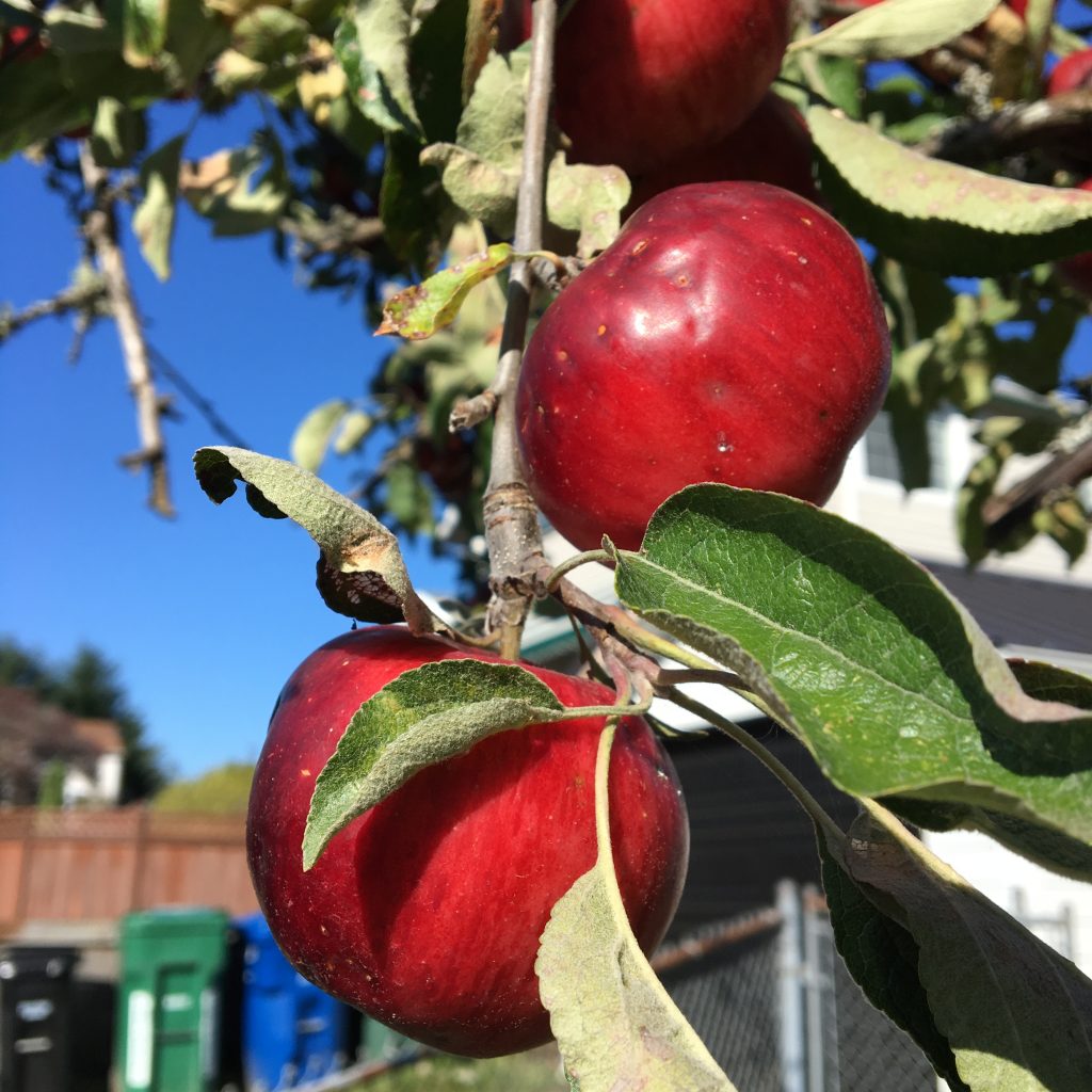 Red apples on a backyard tree against a blue sky