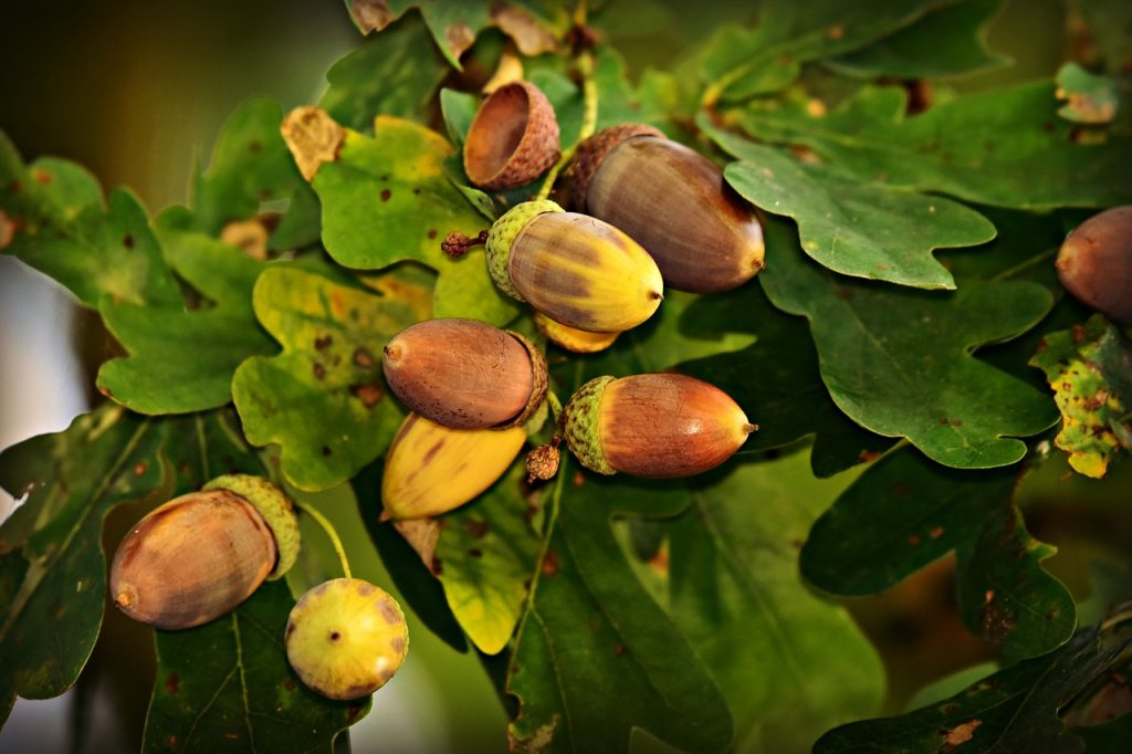 acorns on branches